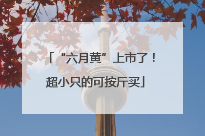 “六月黄”上市了！超小只的可按斤买