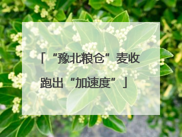 “豫北粮仓”麦收跑出“加速度”