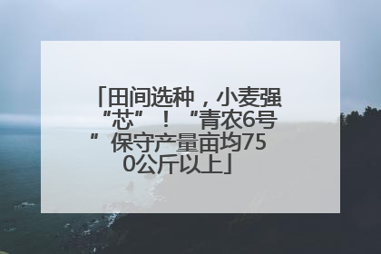 田间选种，小麦强“芯”！“青农6号”保守产量亩均750公斤以上