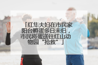 红隼夫妇在市民家阳台孵蛋多日未归，市民将蛋送往红山动物园“抢救”