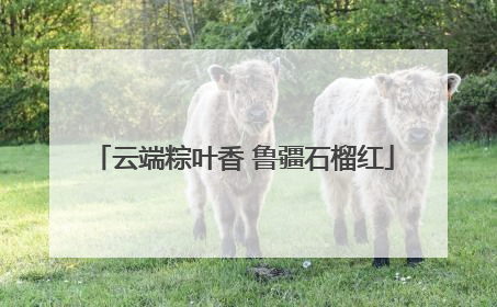 云端粽叶香 鲁疆石榴红