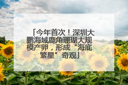 今年首次！深圳大鹏海域鹿角珊瑚大规模产卵，形成“海底繁星”奇观