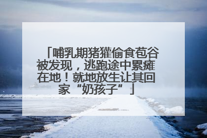 哺乳期猪獾偷食苞谷被发现，逃跑途中累瘫在地！就地放生让其回家“奶孩子”