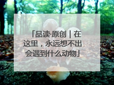 品读·原创｜在这里，永远想不出会遇到什么动物