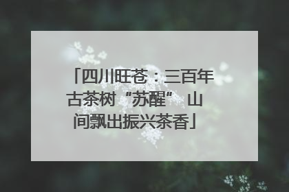 四川旺苍：三百年古茶树“苏醒” 山间飘出振兴茶香