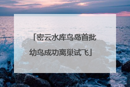 密云水库鸟岛首批幼鸟成功离巢试飞