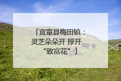 宜章县梅田镇：灵芝朵朵开 撑开“致富花”
