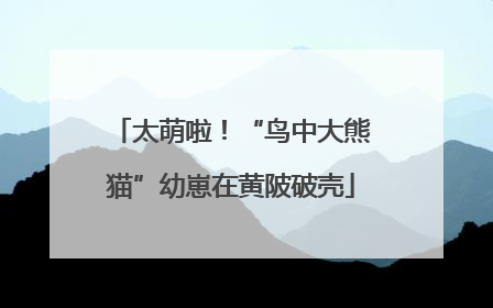 太萌啦！“鸟中大熊猫”幼崽在黄陂破壳