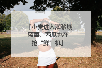 小麦进入灌浆期 蓝莓、西瓜也在抢“鲜”机
