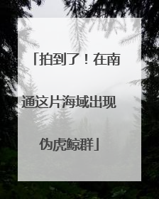 拍到了！在南通这片海域出现伪虎鲸群