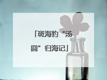 斑海豹“汤圆”归海记
