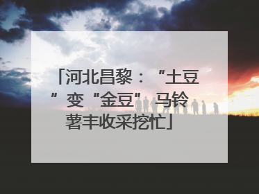 河北昌黎：“土豆”变“金豆” 马铃薯丰收采挖忙