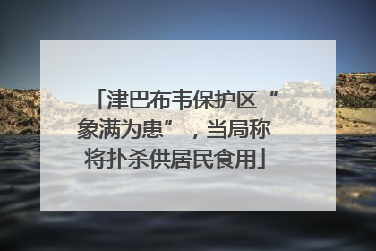 津巴布韦保护区“象满为患”，当局称将扑杀供居民食用