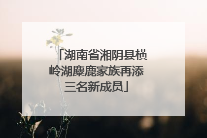 湖南省湘阴县横岭湖麋鹿家族再添三名新成员