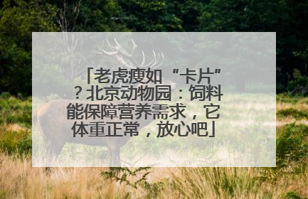 老虎瘦如“卡片”？北京动物园：饲料能保障营养需求，它体重正常，放心吧