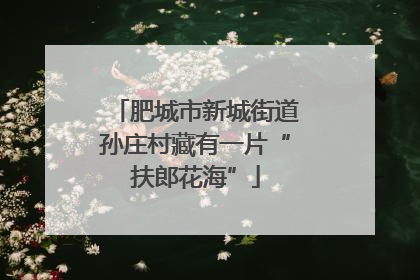 肥城市新城街道孙庄村藏有一片“扶郎花海”