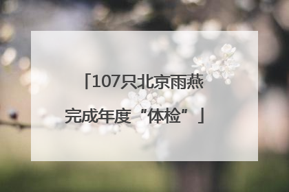 107只北京雨燕完成年度“体检”